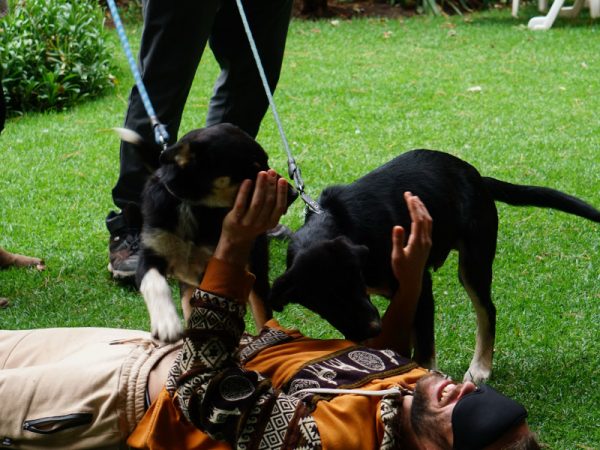 animales en el retiro silencioso